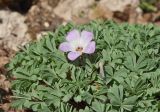 Oxalis adenophylla. Цветок и листья. Нижний Новгород, Ботанический сад ННГУ им. Н.И. Лобачевского, в культуре. 23.05.2014.