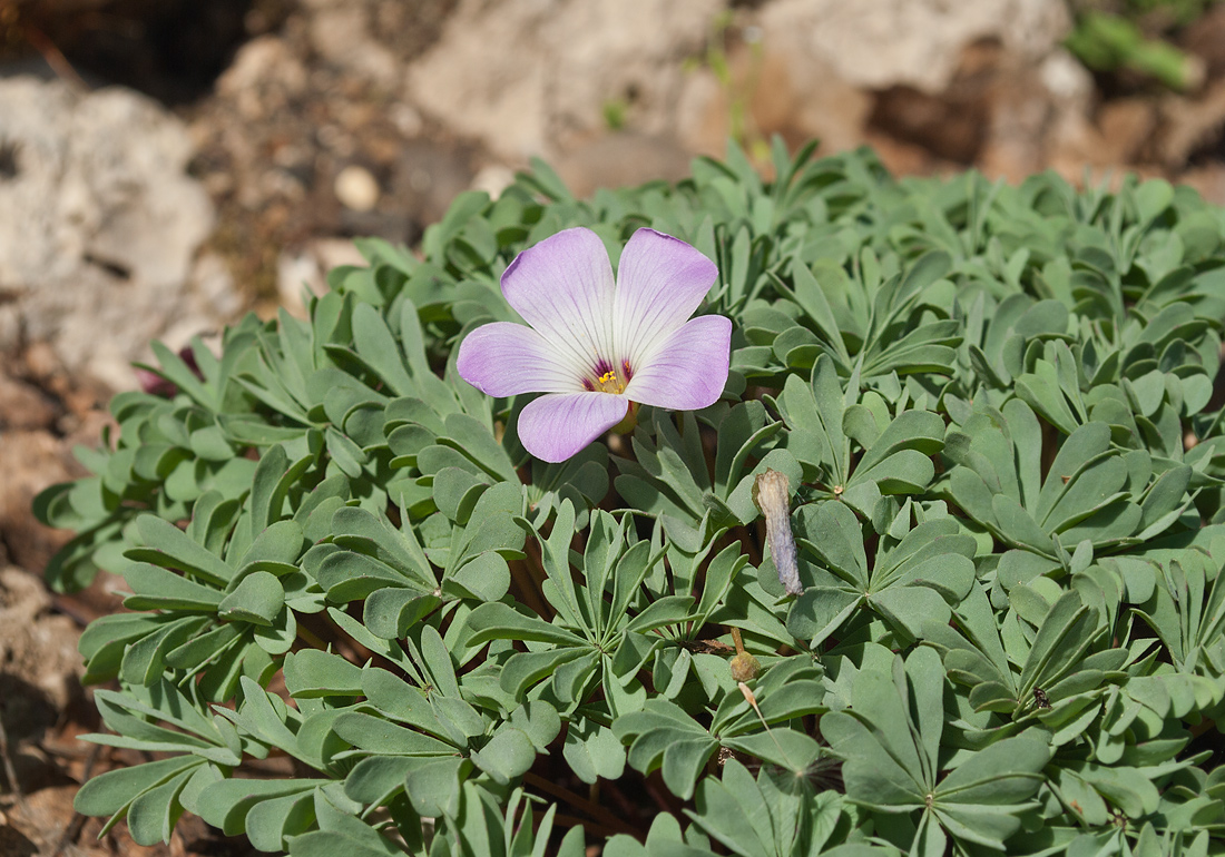 Image of Oxalis adenophylla specimen.