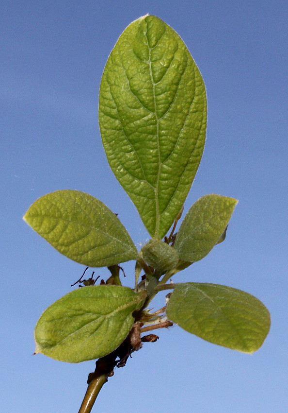 Изображение особи Sassafras albidum.