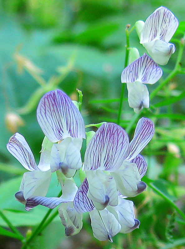 Image of Vicia sylvatica specimen.