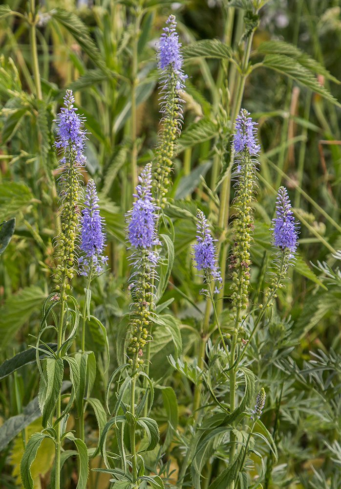 Image of Veronica longifolia specimen.
