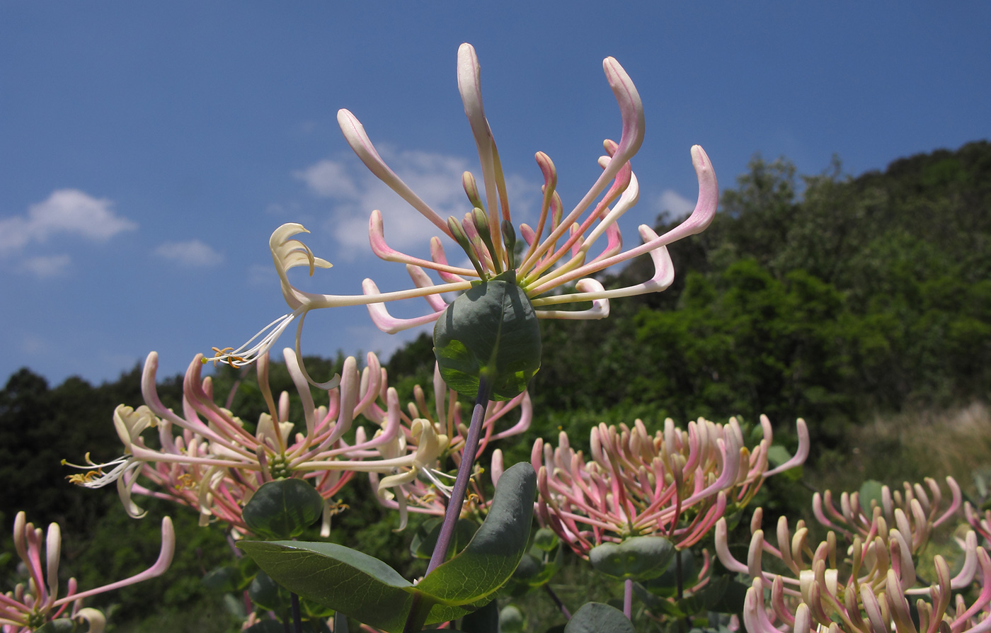 Изображение особи Lonicera etrusca.