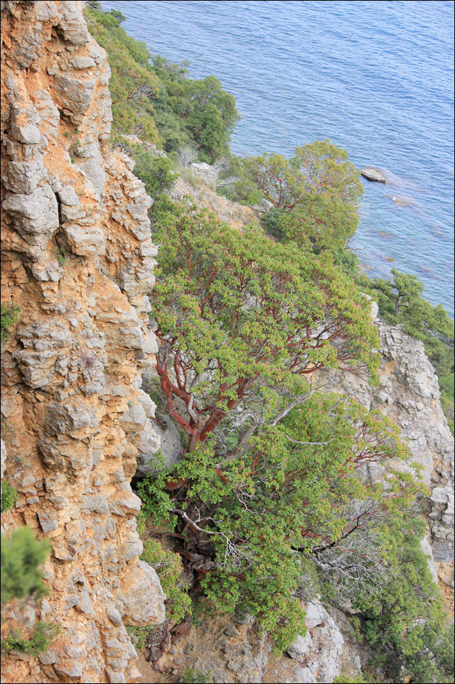 Изображение особи Arbutus andrachne.