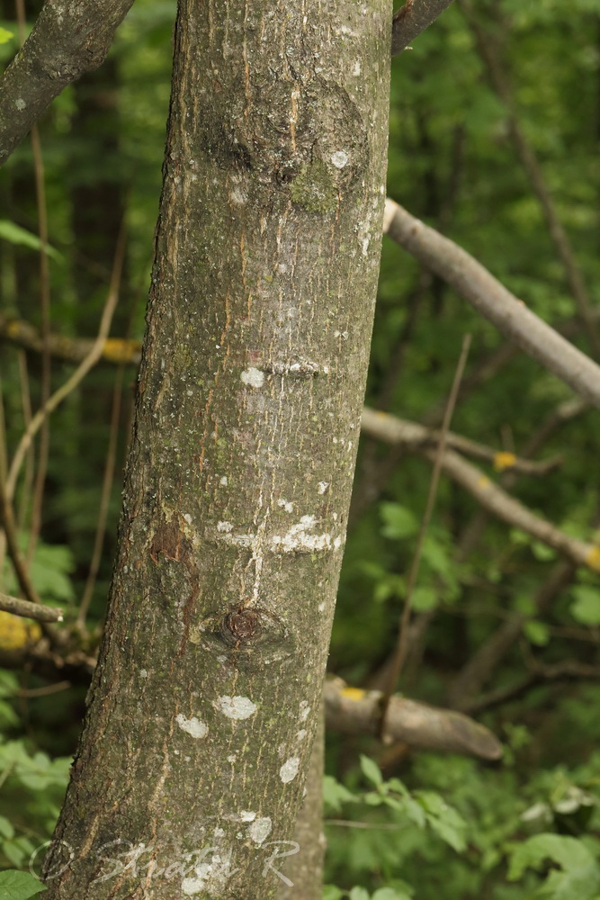 Image of Tilia cordata specimen.