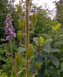 Aconitum septentrionale