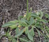 Silene roemeri ssp. macrocarpa