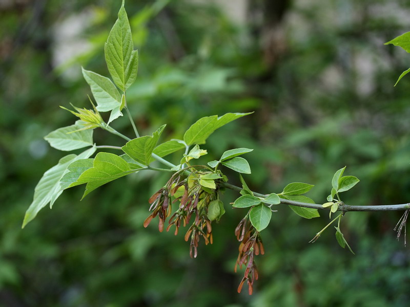 Image of Acer negundo specimen.