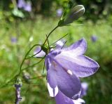 Campanula rotundifolia. Верхушка побега с цветком и бутоном. Тверская обл., Кимрский р-н, окр. дер. Устиново, опушка смешанного леса возле болота. 19.07.2014.
