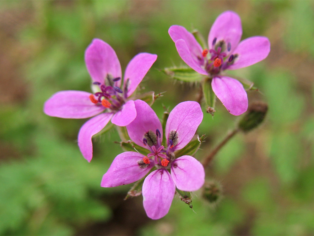 Изображение особи Erodium cicutarium.