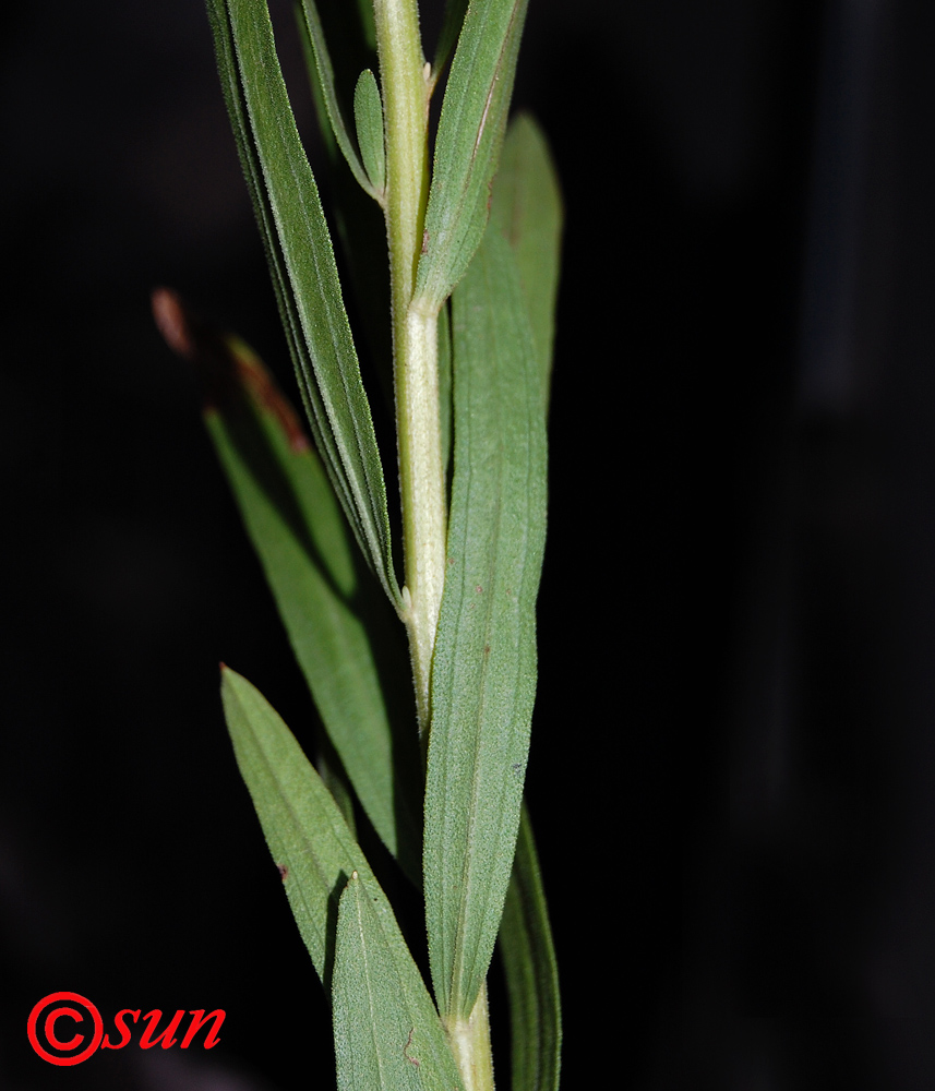 Image of Galatella dracunculoides specimen.