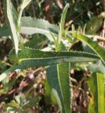 Sonchus arvensis ssp. uliginosus