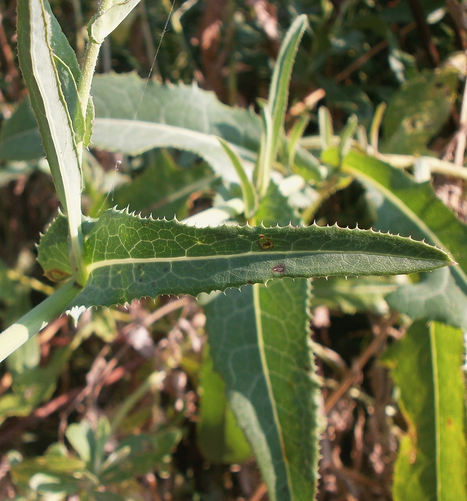 Image of Sonchus arvensis ssp. uliginosus specimen.