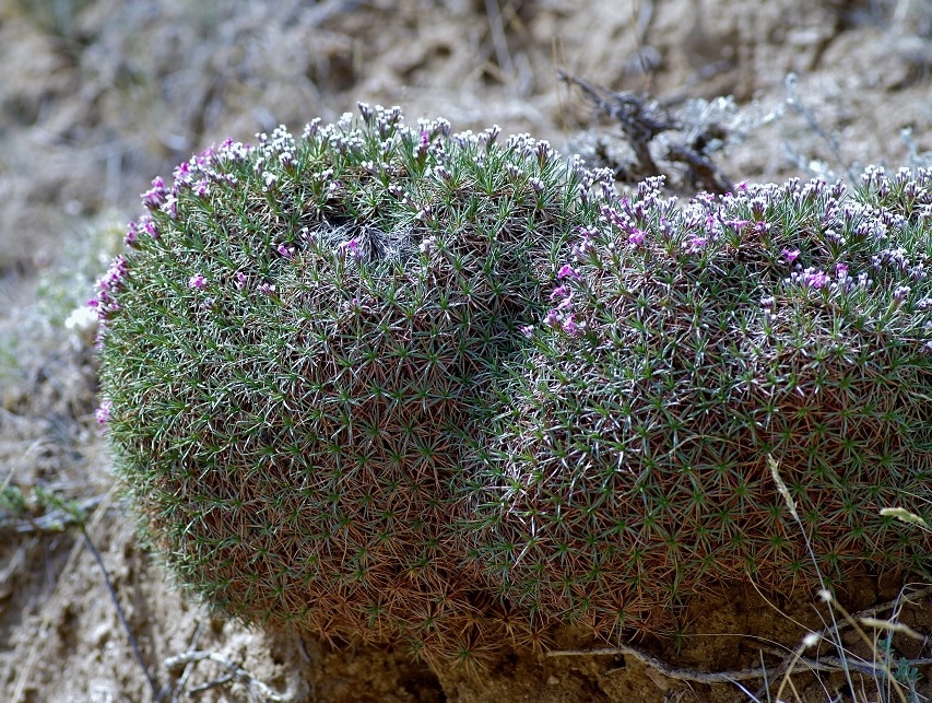 Изображение особи Acantholimon alatavicum.