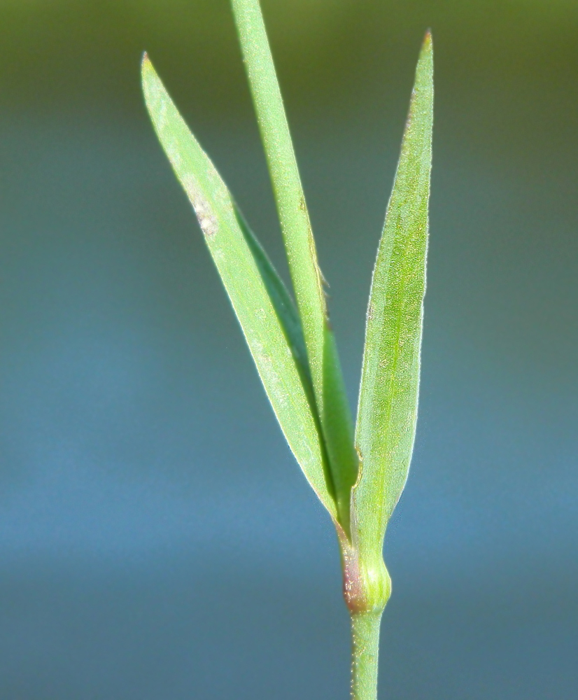 Изображение особи Dianthus fischeri.