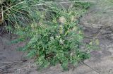 Glycyrrhiza soongorica