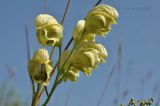 Aconitum coreanum