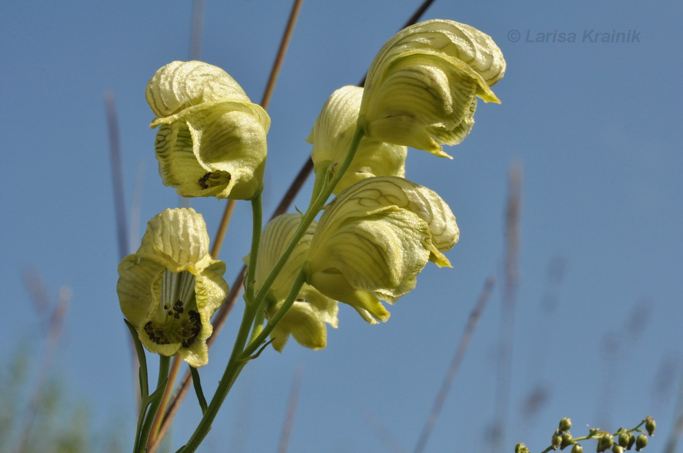 Изображение особи Aconitum coreanum.