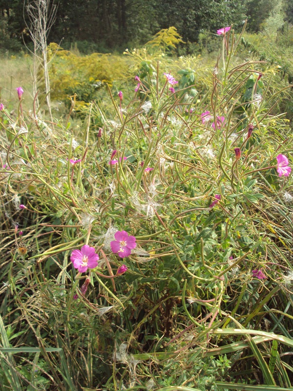 Image of Epilobium hirsutum specimen.
