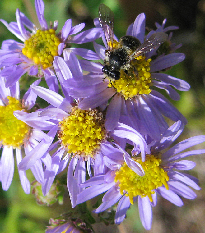 Image of Aster amellus specimen.
