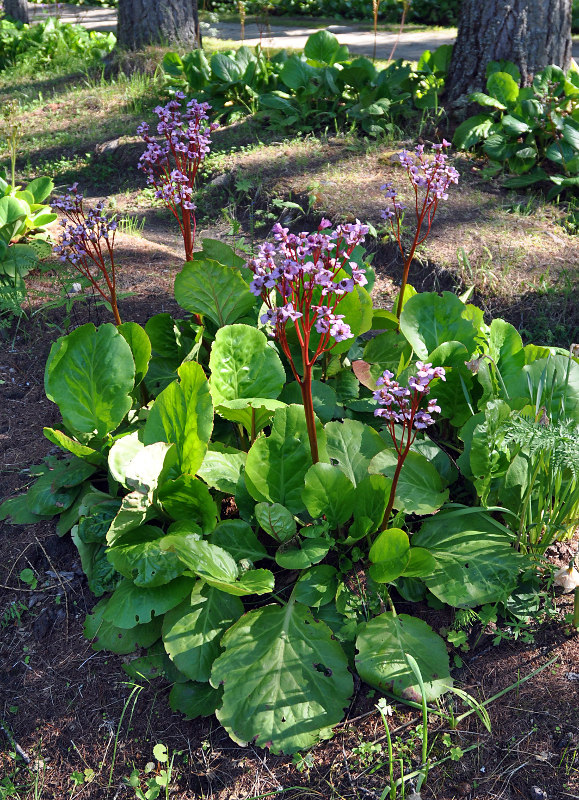 Изображение особи Bergenia crassifolia.