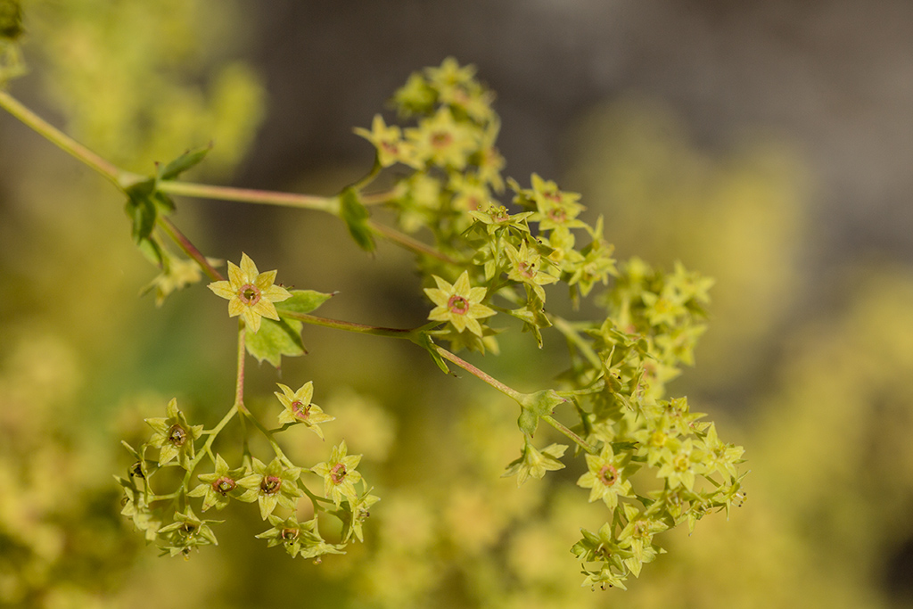 Изображение особи род Alchemilla.