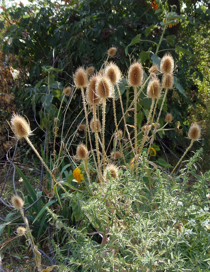 Image of Dipsacus fullonum specimen.