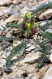 Astragalus atrovinosus