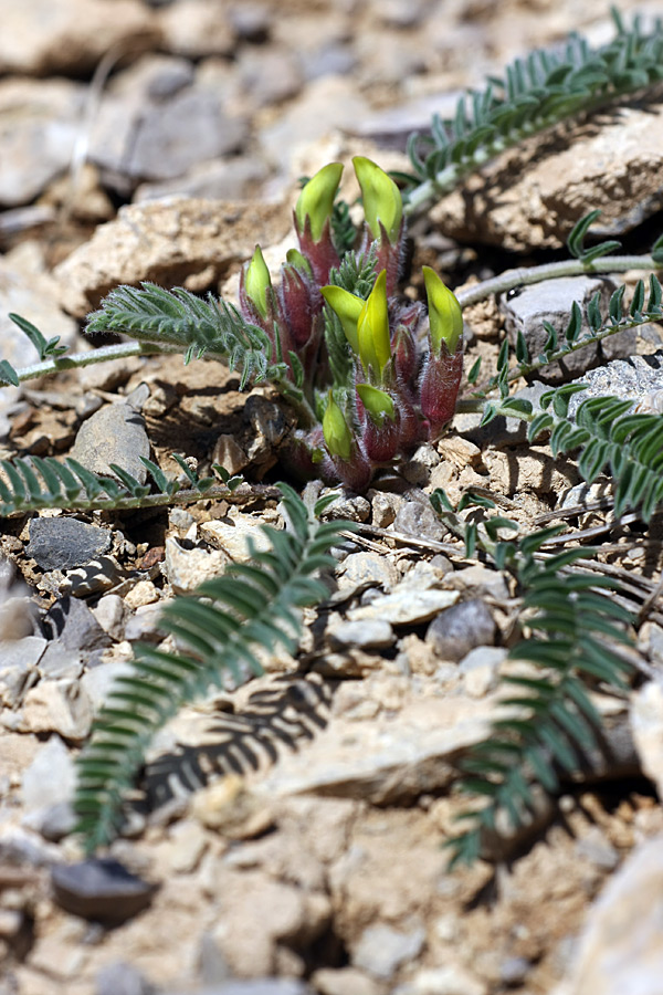 Изображение особи Astragalus atrovinosus.