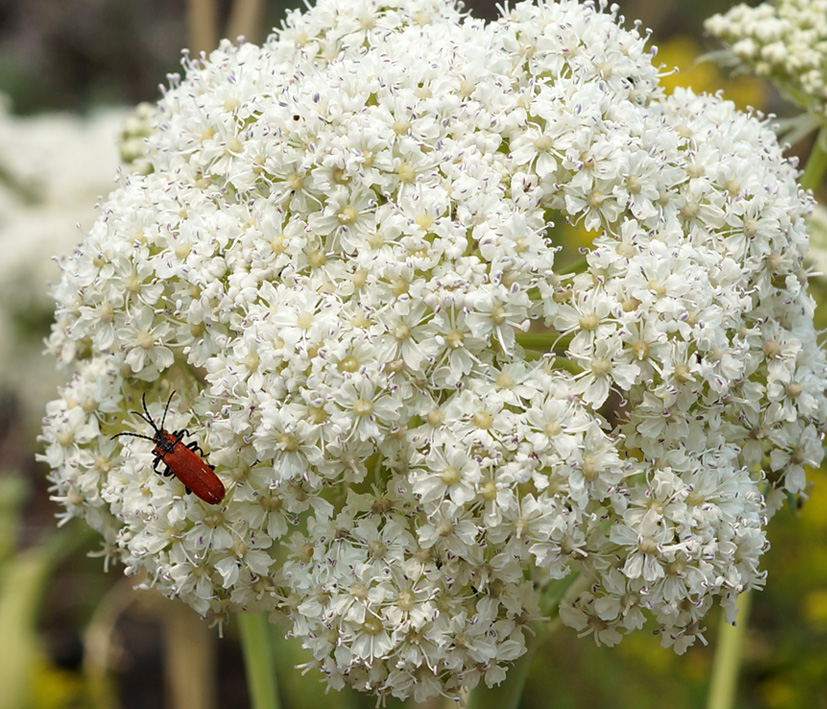 Изображение особи Phlojodicarpus sibiricus.