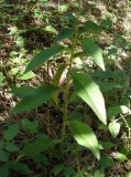 Hieracium virgultorum