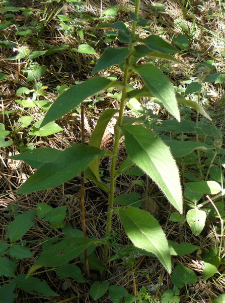 Изображение особи Hieracium virgultorum.