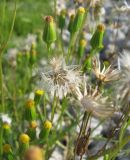 Senecio dubitabilis