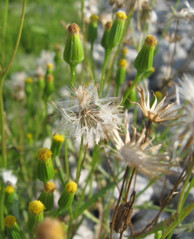 Image of Senecio dubitabilis specimen.