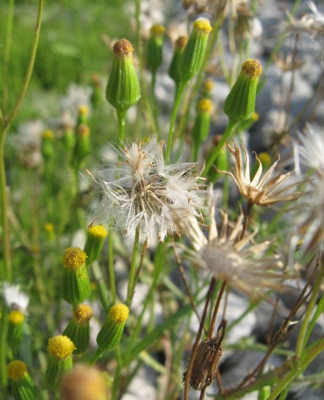 Изображение особи Senecio dubitabilis.