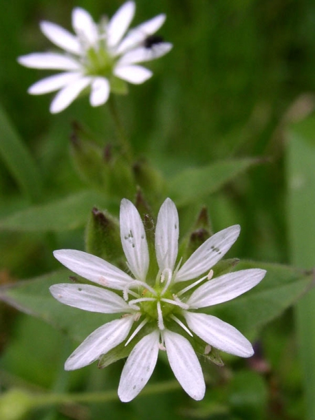 Изображение особи Myosoton aquaticum.