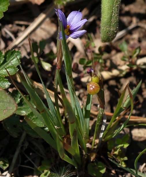 Изображение особи Sisyrinchium septentrionale.