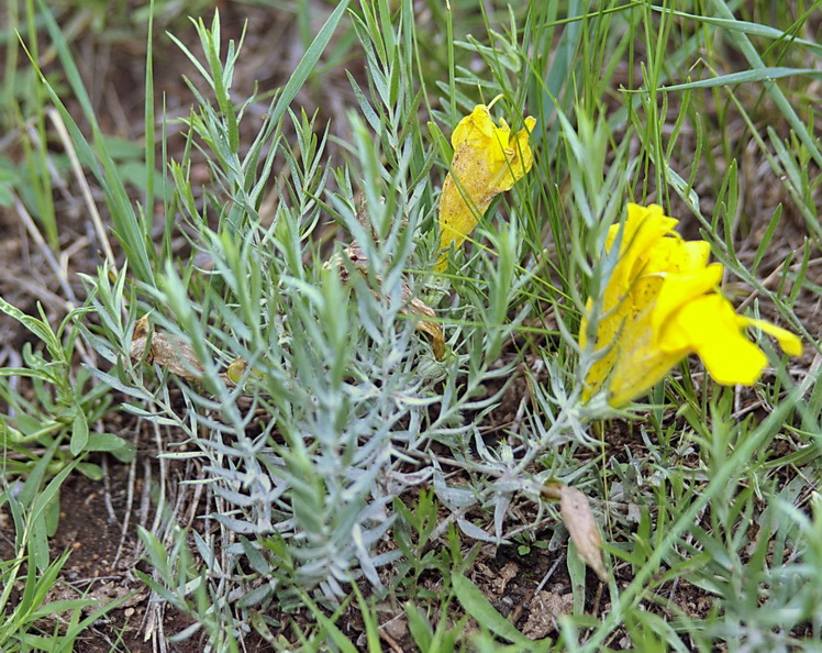 Image of Cymbaria daurica specimen.