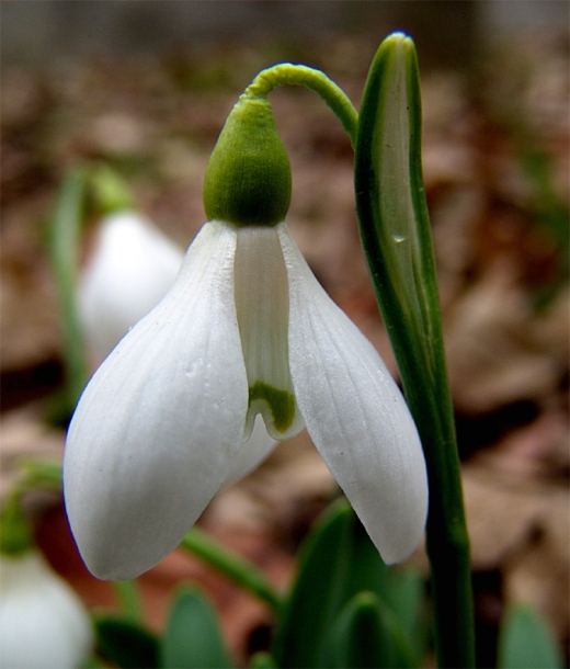 Image of Galanthus alpinus specimen.