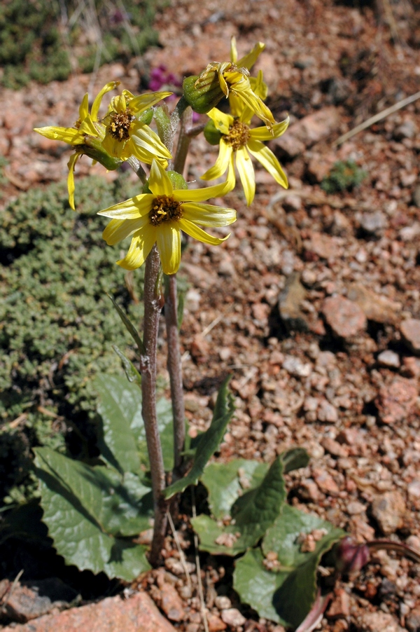 Изображение особи Ligularia narynensis.