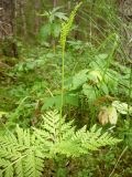 Botrychium virginianum. Спороносящее растение. Архангельская обл., Вельский р-н, окр. пос. Усть-Шоноша, лес. 21 июля 2009 г.