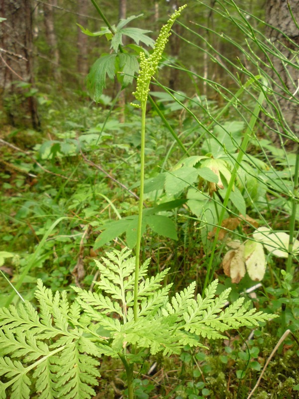 Изображение особи Botrychium virginianum.