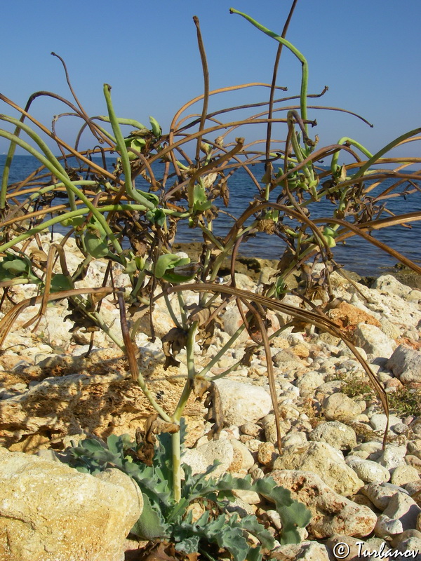 Изображение особи Glaucium flavum.