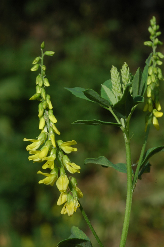 Изображение особи Melilotus officinalis.