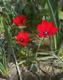 Tulipa linifolia