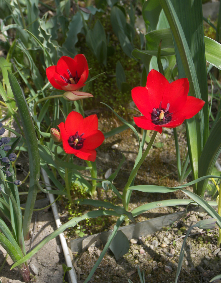 Изображение особи Tulipa linifolia.