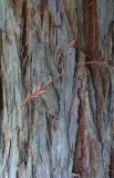 Sequoia sempervirens. Кора дерева. Краснодарский край, окр. пос. Верхнее Лоо, м/о Сочи. 29.08.2014.