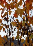 Acer ginnala