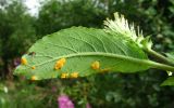 Salix × tetrapla