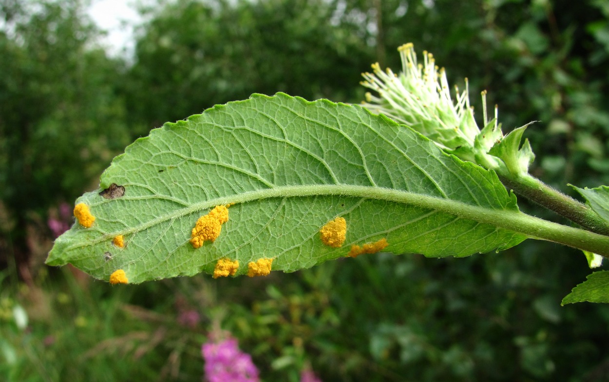 Изображение особи Salix &times; tetrapla.