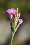 Acantholimon alatavicum